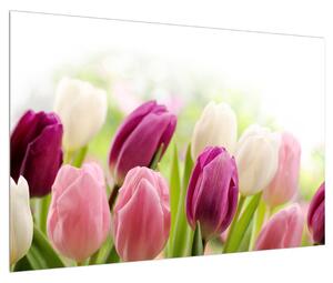 Obraz pučících tulipánů (90x60 cm)