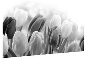 Černobílý obraz pučících tulipánů (90x60 cm)