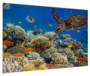 Obraz podmořského světa (90x60 cm)