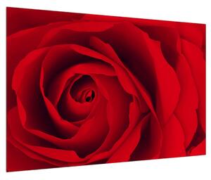 Obraz růže (90x60 cm)