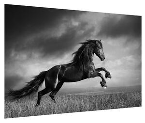 Černobílý obraz koně (90x60 cm)