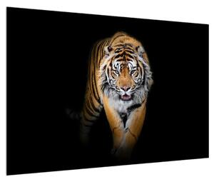 Obraz tygra (90x60 cm)