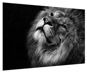 Černobílý obraz lva (90x60 cm)