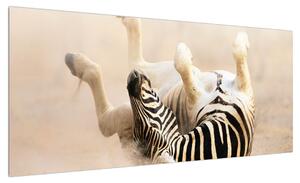 Obraz ležící zebry (100x40 cm)