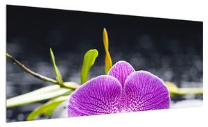 Obraz orchideje (100x40 cm)