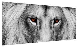 Černobílý obraz lva (100x40 cm)