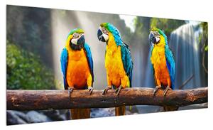 Obraz papoušků (100x40 cm)