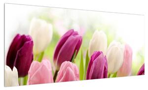 Obraz pučících tulipánů (100x40 cm)