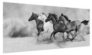 Černobílý obraz koní (100x40 cm)