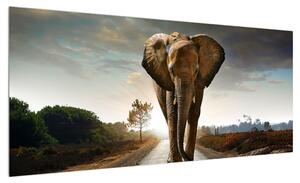 Obraz slona (100x40 cm)