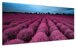 Obraz květinového pole (100x40 cm)