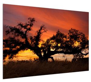 Romantický obraz stromu (100x70 cm)