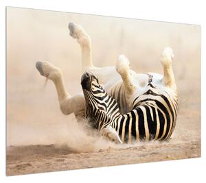 Obraz ležící zebry (100x70 cm)