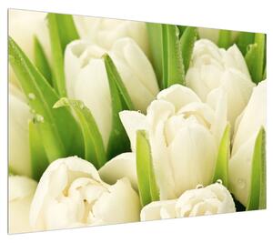 Obraz květů tulipánů (100x70 cm)