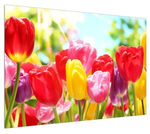 Obraz tulipánů (100x70 cm)