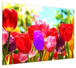 Obraz tulipánů (100x70 cm)