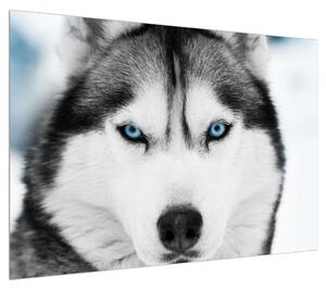 Obraz psa husky (100x70 cm)