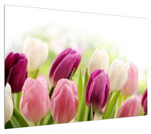 Obraz pučících tulipánů (100x70 cm)