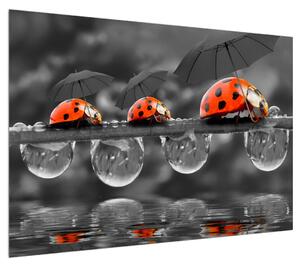 Obraz slunéček sedmitečných s deštníky (100x70 cm)