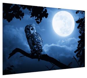 Obraz noční sovy (100x70 cm)