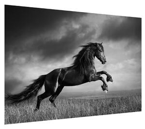 Černobílý obraz koně (100x70 cm)
