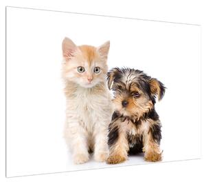 Obraz - kotě a štěně (100x70 cm)