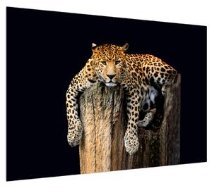 Obraz geparda (100x70 cm)