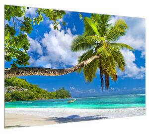 Obraz palmy a pláže (100x70 cm)