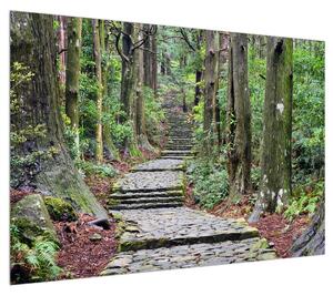 Obraz kamenných schodů v lese (100x70 cm)