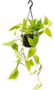 Epipremnum Neon Golden Pothos - závěs, průměr 15 cm Šplhavník