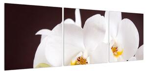 Obraz květů orchideje (120x40 cm)