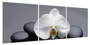 Obraz orchideje (120x40 cm)