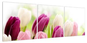 Obraz pučících tulipánů (120x40 cm)