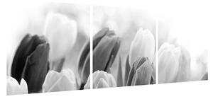 Černobílý obraz pučících tulipánů (120x40 cm)