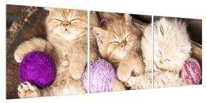 Obraz spících koťat (120x40 cm)