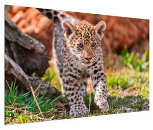 Obraz malého geparda (120x80 cm)