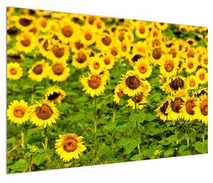 Obraz slunečnicového pole (120x80 cm)