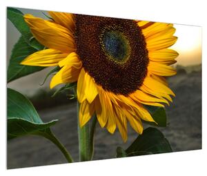 Obraz slunečnice (120x80 cm)
