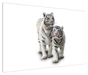 Obraz bílého tygra (120x80 cm)