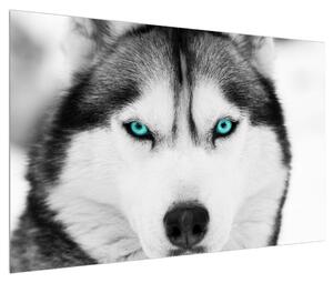 Obraz psa husky (120x80 cm)
