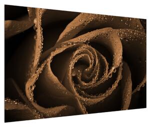 Obraz růže s kapkami (120x80 cm)