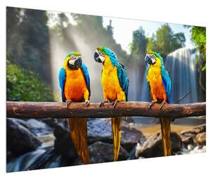 Obraz papoušků (120x80 cm)
