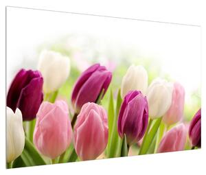 Obraz pučících tulipánů (120x80 cm)