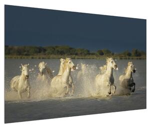Obraz bílých koní (120x80 cm)