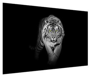 Černobílý obraz tygra (120x80 cm)