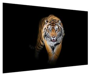 Obraz tygra (120x80 cm)