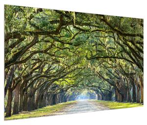 Obraz stromové aleje (120x80 cm)