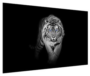 Obraz tygra (120x80 cm)