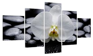Obraz orchideje (125x70 cm)