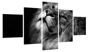 Černobílý obraz lva (125x70 cm)